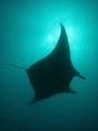   Indulging my obsession manta rays Yap Micronesia. water was fairly murky we were mouth channel but managed snap this one just swimming overhead sunlight silhouetting it. Micronesia it  